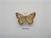 藏品(尺蛾209)的圖片